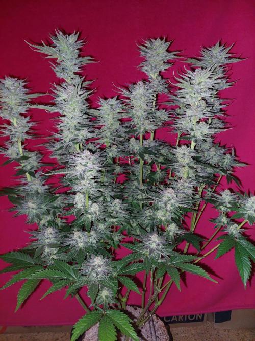 Oreoz USA. Week 14