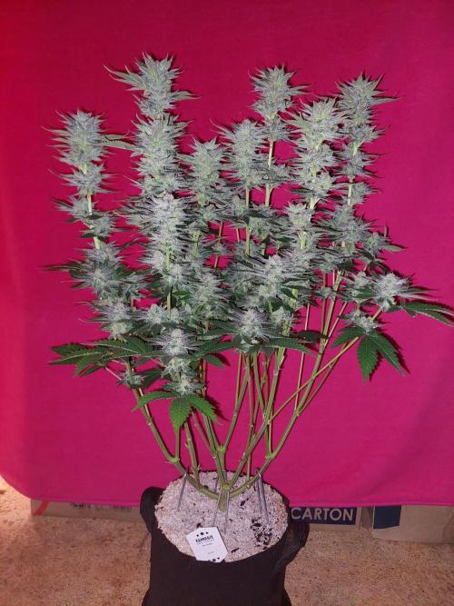 Oreoz USA. Week 14