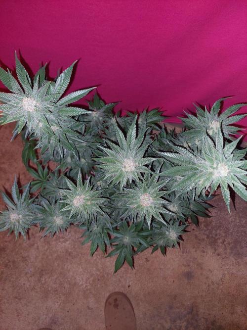 Oreoz USA. Week 14