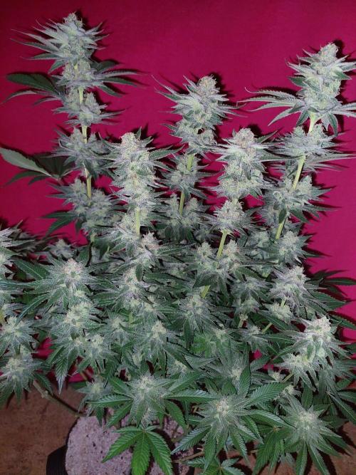 Oreoz USA. Week 14