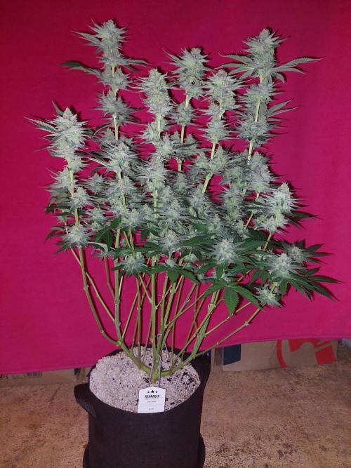 Oreoz USA. Week 14