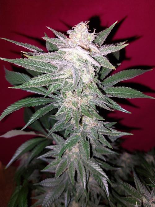 Oreoz USA. Week 14