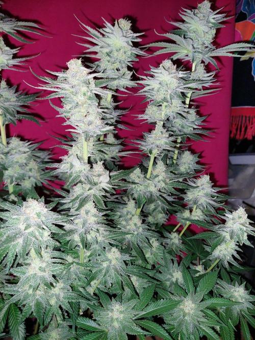 Oreoz USA. Week 14