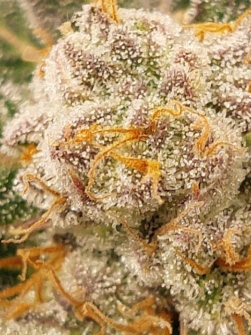 Oreoz USA. Week 14