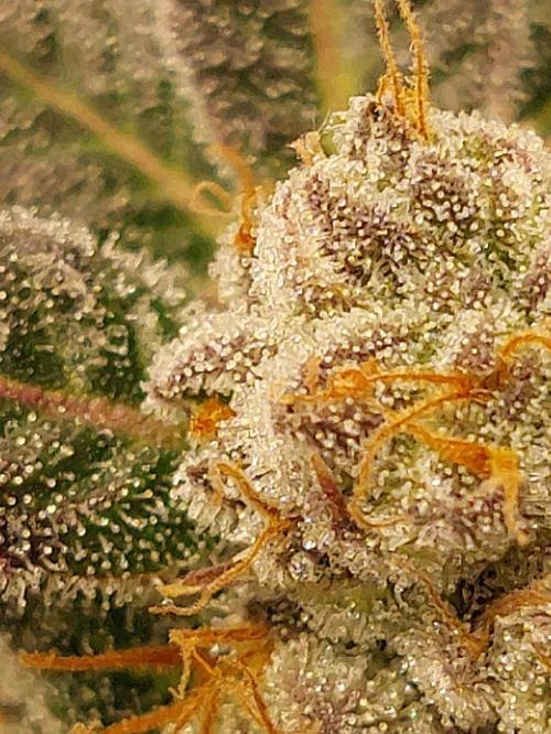Oreoz USA. Week 14