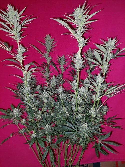 Terp and tonic. Week 13