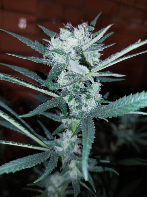 Terp and tonic. Week 13