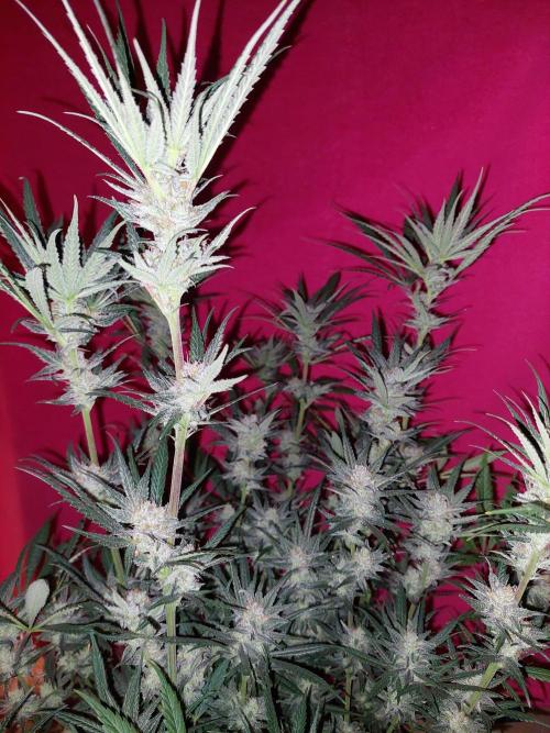 Terp and tonic. Week 13