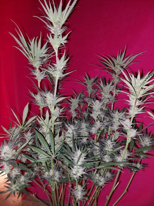 Terp and tonic. Week 13