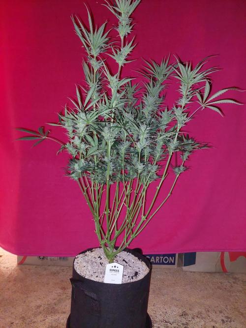 Terp and tonic. Week 13