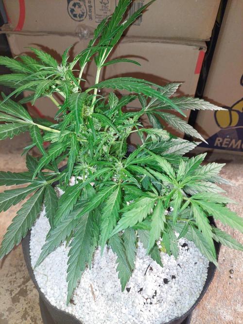 Blue dream automatic 12/12 from seed. Week 8