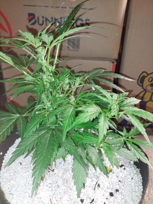 Blue Dream Automatic. Week 8
