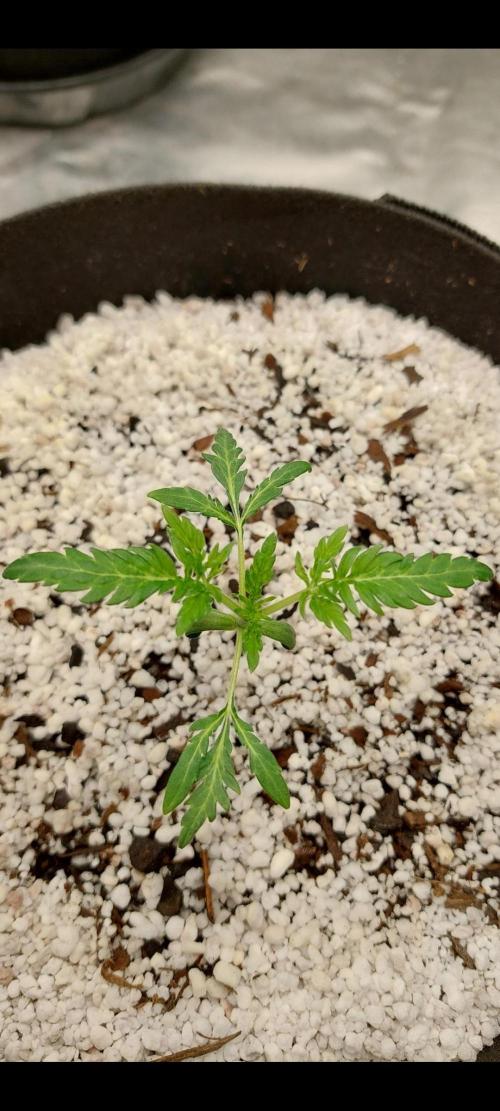 Frosty's Auto Freak. Week 3