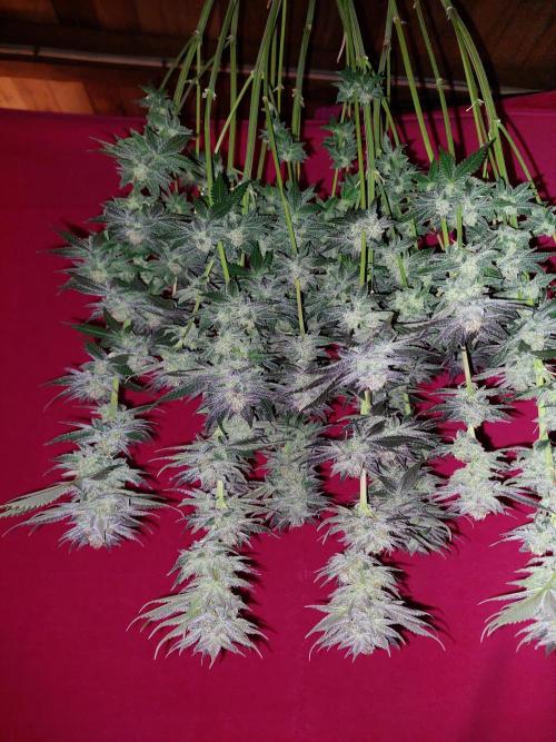 Oreoz USA. Week 15