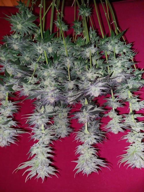 Oreoz USA. Week 15