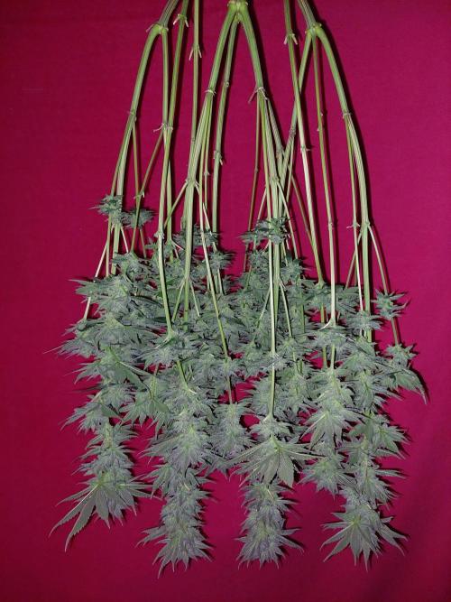 Oreoz USA. Week 15