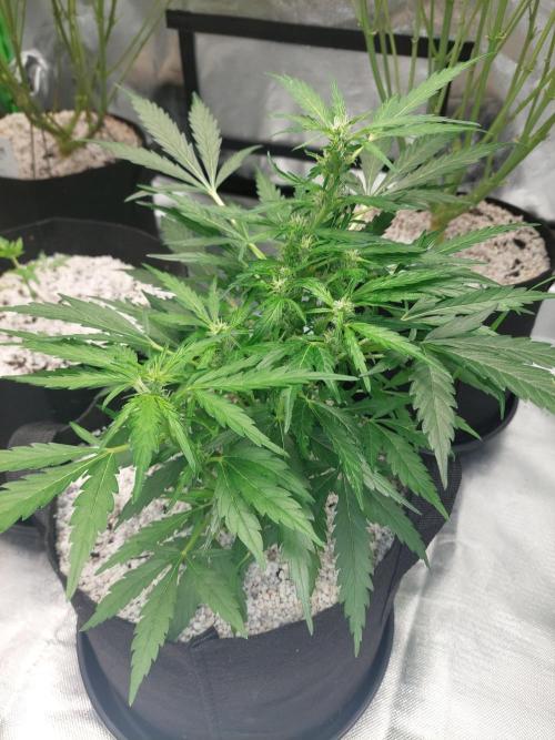 Blue dream automatic 12/12 from seed. Week 9
