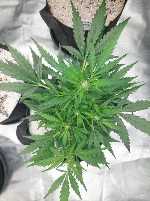 Blue Dream Automatic. Week 9
