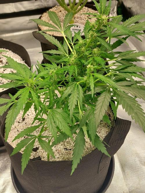 Blue dream automatic 12/12 from seed. Week 9