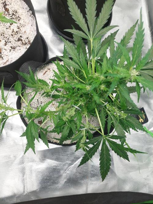 Blue dream automatic 12/12 from seed. Week 9
