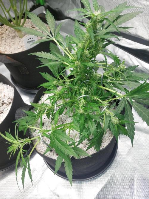 Blue dream automatic 12/12 from seed. Week 9