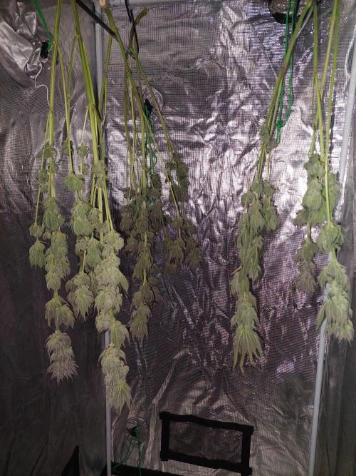 Oreoz USA. Week 15