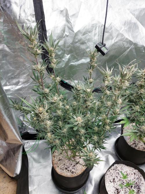 Terp and tonic. Week 14