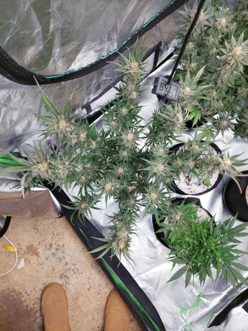 Terp and tonic. Week 14