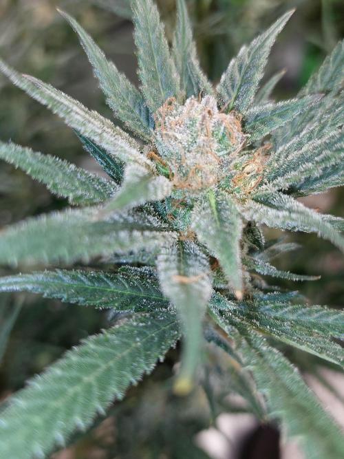 Terp and tonic. Week 14