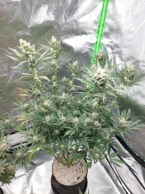 Terp and tonic. Week 14
