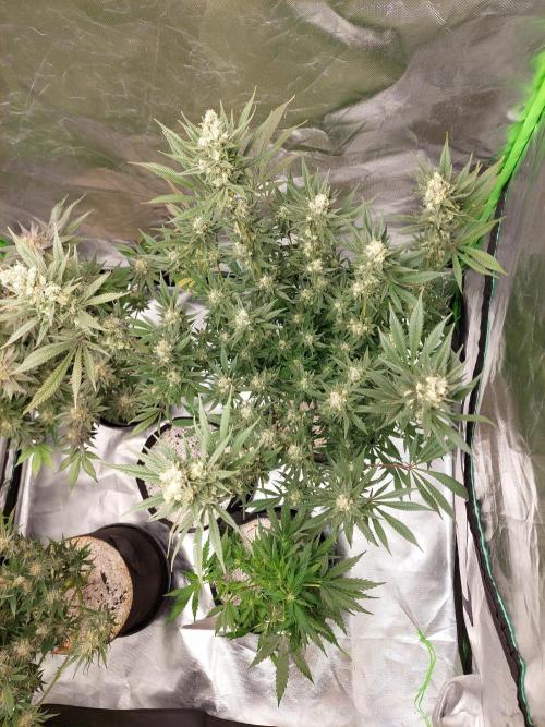 Terp and tonic. Week 14