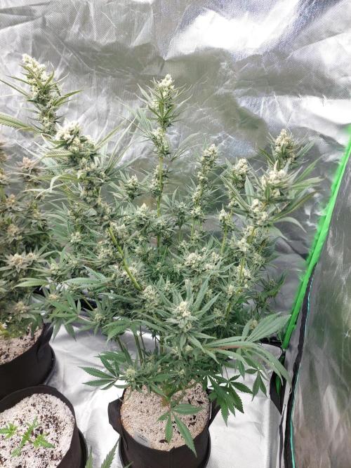 Terp and tonic. Week 14