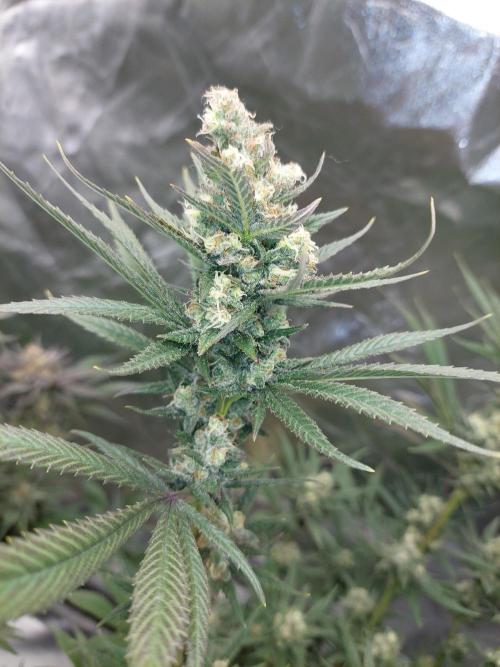Terp and tonic. Week 14