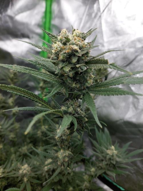 Terp and tonic. Week 14