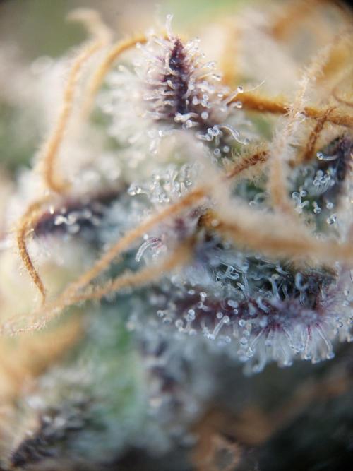 Oreoz USA. Week 14
