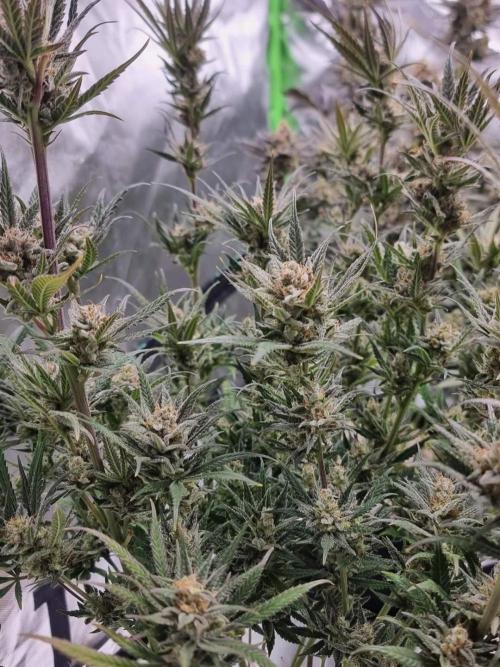 Terp and tonic. Week 14