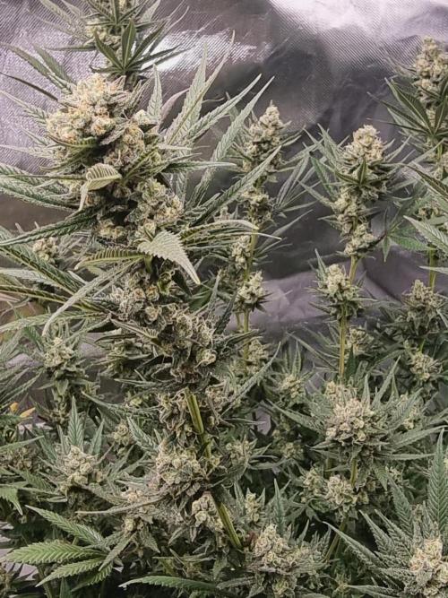 Terp and tonic. Week 14