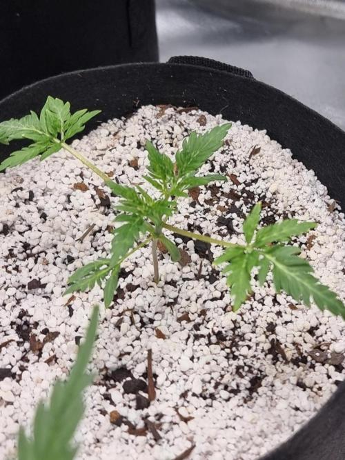Frosty's Auto Freak. Week 4