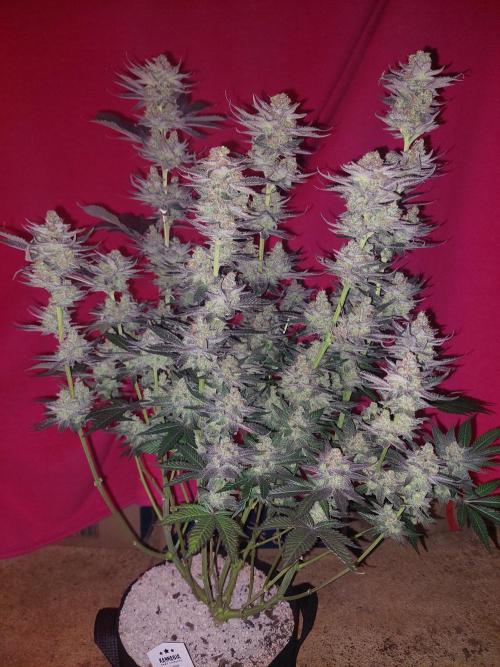 Oreoz USA. Week 15