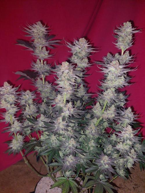 Oreoz USA. Week 15