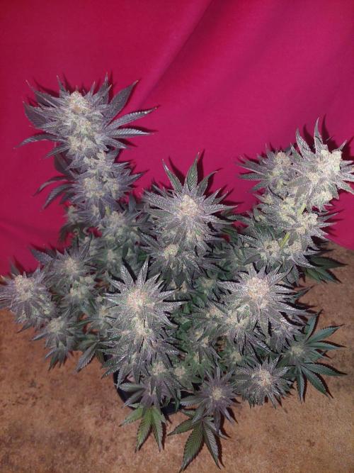 Oreoz USA. Week 15
