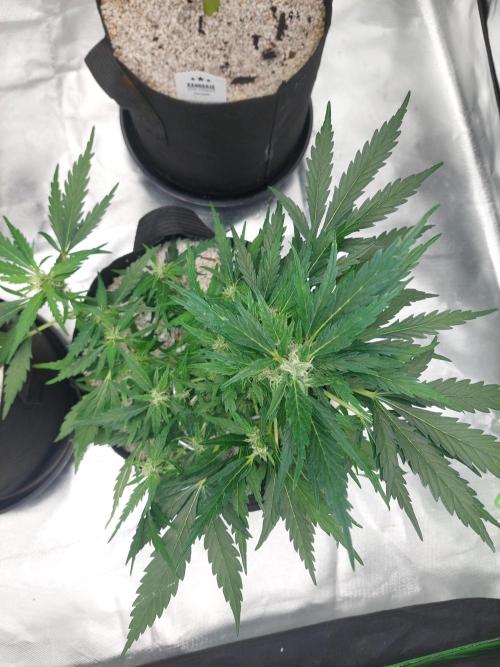 Blue dream automatic 12/12 from seed. Week 10