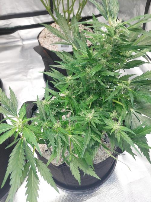 Blue dream automatic 12/12 from seed. Week 10
