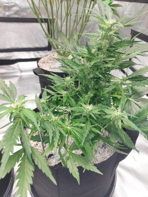 Blue dream automatic 12/12 from seed. Week 10