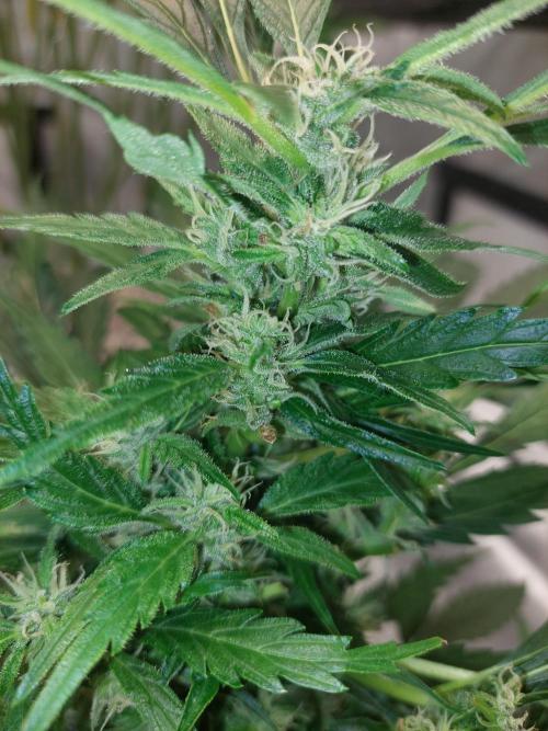 Blue dream automatic 12/12 from seed. Week 10