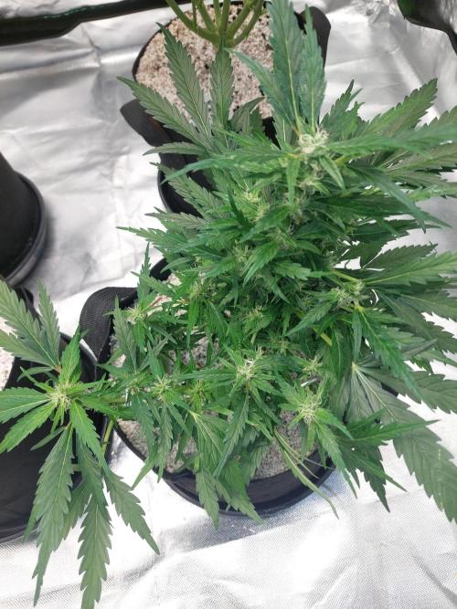 Blue Dream Automatic. Week 10