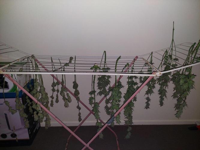 Terp and tonic. Week 15