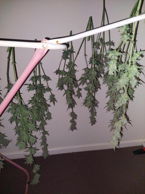 Terp and tonic. Week 15