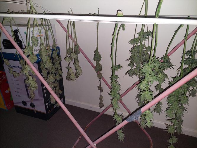 Terp and tonic. Week 15