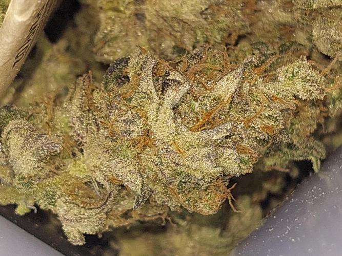 Oreoz USA. Week 15